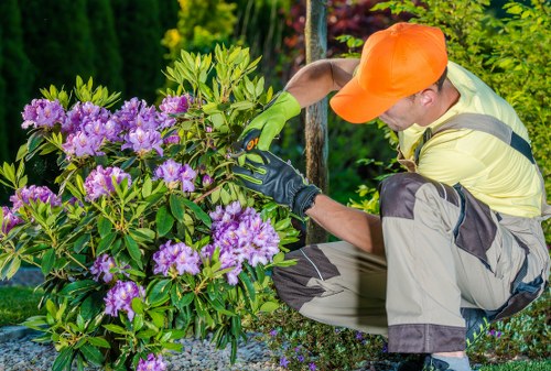 A gardener wearing orange a cap, yellow high-visibility vest, and green gloves is crouched beside a flowering shrub with vibrant purple blossoms in a landscaped garden. The shrub has multiple stems with greeneline leaves, and the flowers are densely clustered, creating a striking contrast against the greenery. The garden features a well-maintained lawn in the foreground, bordered by gravel or small stones, and contains various plants, including tall hedges and trees in the background, which provide a lush, natural setting. The weather appears sunny with bright lighting, highlighting the vivid colors of the flowers and foliage, and suggesting outdoor maintenance or gardening work in a garden within South Kensington or nearby. The scene emphasizes outdoor landscaping and garden care services offered by Landscapers South Kensington, with a focus on planting, pruning, and general garden maintenance.