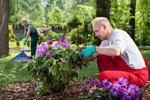 In a lush outdoor garden setting, a man with grey hair, wearing a white shirt, red trousers, and blue gardening gloves, is carefully tending to a flowering shrub with purple and pink blooms, positioned on the right side of the image. The garden features a well-maintained green lawn in the foreground, bordered by mulched flower beds containing vibrant purple and pink flowering plants. In the background, another person, dressed in casual clothing and gardening gloves, is working on a different area of the garden, possibly planting or weeding. Tall trees with dense green foliage surround the garden, providing a shaded, natural environment typical of a landscaped outdoor space in South Kensington. The scene is lit by natural daylight, suggesting a clear, sunny day, emphasizing the healthy, thriving plants and the active gardening work. The composition conveys a well-organized, carefully maintained garden space aligned with professional gardening and landscaping services offered by Landscapers South Kensington.