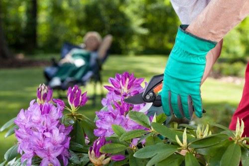 A close-up view of a gardener's hand wearing a teal gardening glove, using pruning shears to trim a vibrant purple flowering shrub in a well-maintained front garden. In the background, there is a neatly mowed green lawn, with a blurred view of a child in a stroller sitting on the grass under a large tree, suggesting a family-friendly outdoor space in South Kensington. The flower bed is bordered by a combination of soil and edging materials, with lush green foliage and additional flowering plants visible. The scene is set on a bright, sunny day with natural daylight illuminating the garden's diverse textures and colours, highlighting the professional landscaping efforts typical of South Kensington’s outdoor spaces, as managed by Landscapers South Kensington.