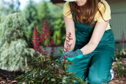 A woman with long brown hair wearing a yellow T-shirt and teal gardening overalls is tending to a garden bed in an outdoor space, kneeling on the ground. She is using gardening gloves to carefully handle pink flowering plants that have tall, spiky flower spikes and dark green foliage. The garden bed contains a mix of soil and low-growing green plants, with some mulch visible at the edges. In the background, there are lush green trees and shrubs, suggesting a well-maintained landscaped yard. The scene is illuminated by natural daylight, indicating typical weather conditions suitable for gardening activities. This setting reflects typical features of outdoor garden maintenance, relevant to services offered by landscapers southkensingon.co.uk, especially in a residential area of South Kensington, with a focus on plant care and garden aesthetics.