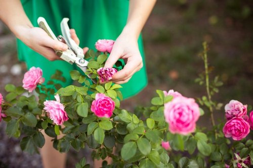 A gardener's hands are seen pruning a vibrant, blooming pink rose bush with garden pruning shears in a well-maintained outdoor garden area. The rose bush has deep green leaves and several large, fully-opened pink roses, with some buds yet to bloom. The background shows a section of soil and other green plants, indicating a lush and cultivated garden environment. The scene is illuminated by natural daylight, suggesting a calm, mild weather day ideal for gardening activities. This outdoor space features a neatly tended garden bed, highlighting a landscape that could benefit from professional gardening services such as plant maintenance and shrub trimming, provided by Landscapers South Kensington in the South Kensington area.