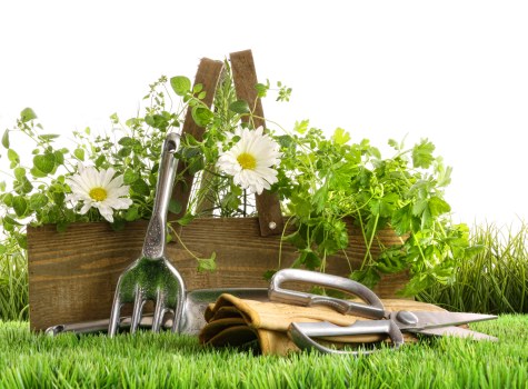 A close-up image of a well-maintained garden bed with lush green grass in the foreground, featuring a variety of gardening tools including a hand rake, trowel, and pruning shears resting on the grass and leaning against a wooden planter box. The planter box is filled with healthy greenery and white flowering plants, possibly daisies, creating a vibrant and inviting outdoor space. In the background, there are additional green plants and grass, indicating a neat, landscaped garden area typical of Chelsea or South Kensington gardens. The scene appears outdoors on a bright, clear day with natural lighting, highlighting the textures of the soil, wooden planter, and foliage, reflecting professional garden maintenance services provided by a landscaping company like Landscapers South Kensington, who specialise in gardening and outdoor landscaping in the local area.
