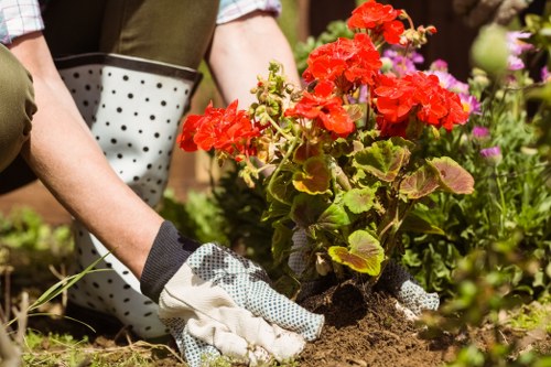 A gardener wearing gardening gloves is planting a red flowering plant in a well-maintained outdoor garden bed. The garden features a mixture of soil and mulch, with vibrant red flowers and green foliage. Surrounding plants include flowering shrubs and other greenery, with a paved pathway visible nearby. In the background, there are additional garden beds, trees, and flowering plants, indicating a lush, thoughtfully landscaped outdoor space typical of residential gardens in South Kensington. The scene is illuminated by natural daylight, suggesting a clear weather condition suitable for gardening activities. This image reflects the professional gardening services offered by Landscapers South Kensington, focusing on planting, garden maintenance, and landscape enhancement, with attention to natural aesthetics and plant health.