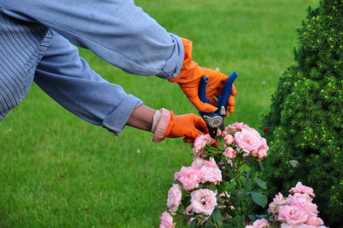 The image shows a gardener wearing a grey long-sleeved shirt and bright orange gardening gloves, trimming a pink flowering shrub in a well-maintained garden. The shrub is densely blossomed with light pink flowers, situated close to a neatly trimmed evergreen hedge on the right side of the image. The background features a lush, green lawn that extends towards the horizon, with additional greenery and trees visible in the distance. The weather appears clear and sunny, providing natural light that highlights the vibrant colours of the plants and the sharpness of the garden elements. The garden layout includes a combination of flowering plants, lawn space, and evergreen borders, suggesting ongoing landscaping or garden maintenance work. This scene emphasizes the importance of detailed shrub pruning as part of professional gardening services, such as those offered by Landscapers South Kensington, to keep outdoor spaces neat and visually appealing.