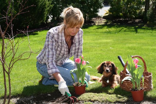 A woman wearing a checked shirt and white gardening gloves is planting pink tulips in a flower bed within a well-maintained garden. The garden features a lush, green lawn with a neat edge around the flower bed, bordered by a small, leafless shrub on the left and taller bushes and trees in the background, which provide shade and privacy. A wicker basket and additional pots with tulips are placed nearby, indicating ongoing planting activity. The scene is outdoors on a bright, sunny day with natural light highlighting the vibrant green of the grass and the colorful blossoms. A small brown and white puppy sits close to the woman, looking towards the camera. The setting suggests a private residential garden in South Kensington, with space dedicated to cultivation and outdoor enjoyment, reflecting professional gardening and landscaping services typical of the area.