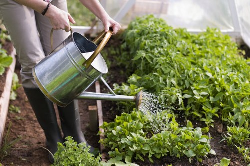 The image shows a gardener watering a vegetable garden in a greenhouse or outdoor sheltered area, with lush green leafy plants including lettuce and possibly other vegetables growing in neat, well-maintained rows. The gardener's hands are visible, holding a silver watering can with a wooden handle, pouring water onto the plants. The soil appears dark and fertile, with some areas slightly raised or mounded for planting. In the background, there are more green vegetable plants, and the environment suggests a structured, productive garden designed for sustainable cultivation. The scene is illuminated by natural light, indicating a bright day, and the setting reflects a typical, productive outdoor space that could benefit from professional gardening and landscaping services by companies such as Landscapers South Kensington, emphasizing a focus on environmentally conscious gardening practices in the South Kensington area.