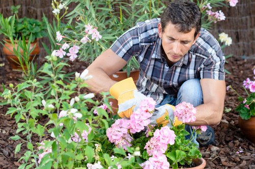 A man wearing a short-sleeved, blue checkered shirt is kneeling in a well-maintained garden, tending to a variety of flowering plants with pink and white blooms. The garden features a mix of lush green foliage, flowering shrubs, and potted plants arranged along the edge of the flower bed. The soil appears rich and dark, with the plants planted in mulched beds. In the background, tall green plants and some pink flowers are visible, indicating a landscaped outdoor space typical of a residential garden in South Kensington or nearby areas. The man is using yellow gardening gloves and appears focused on nurturing the garden's plants under natural daylight, with no visible lawn area but a vibrant display of seasonal flowering plants and healthy foliage, reflecting the care provided by professional gardening services such as those offered by Landscapers South Kensington.