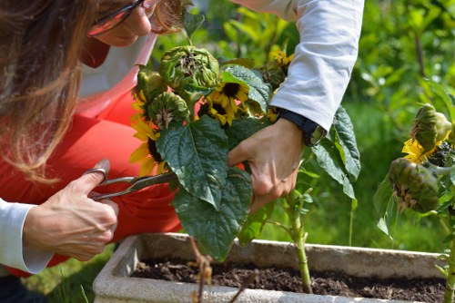 A close-up of two gardeners working together in a lush outdoor garden, focusing on a flowering plant with large green leaves and bright yellow flowers. The gardeners, dressed in casual gardening attire, are examining or tending to the plant, with one gardener's hands gently holding the plant's stem and leaves, while the other supports the pot. The garden features a rectangular flower bed with dark soil, surrounded by vibrant green foliage and other leafy plants, creating a natural and well-maintained outdoor space. The background shows additional greenery, possibly trees or hedges, under natural daylight, suggesting a tidy, landscaped garden typical of residential outdoor areas in South Kensington or nearby west London locations. The scene emphasizes careful plant care and sustainable gardening practices suitable for gardening services focusing on environmentally friendly landscape management.